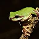 RonTheFrog